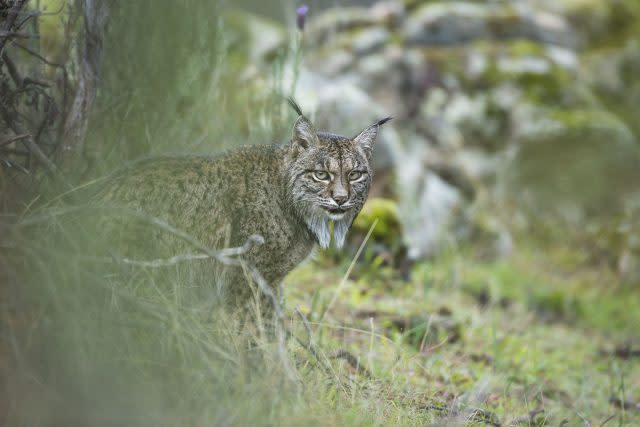 Lynx