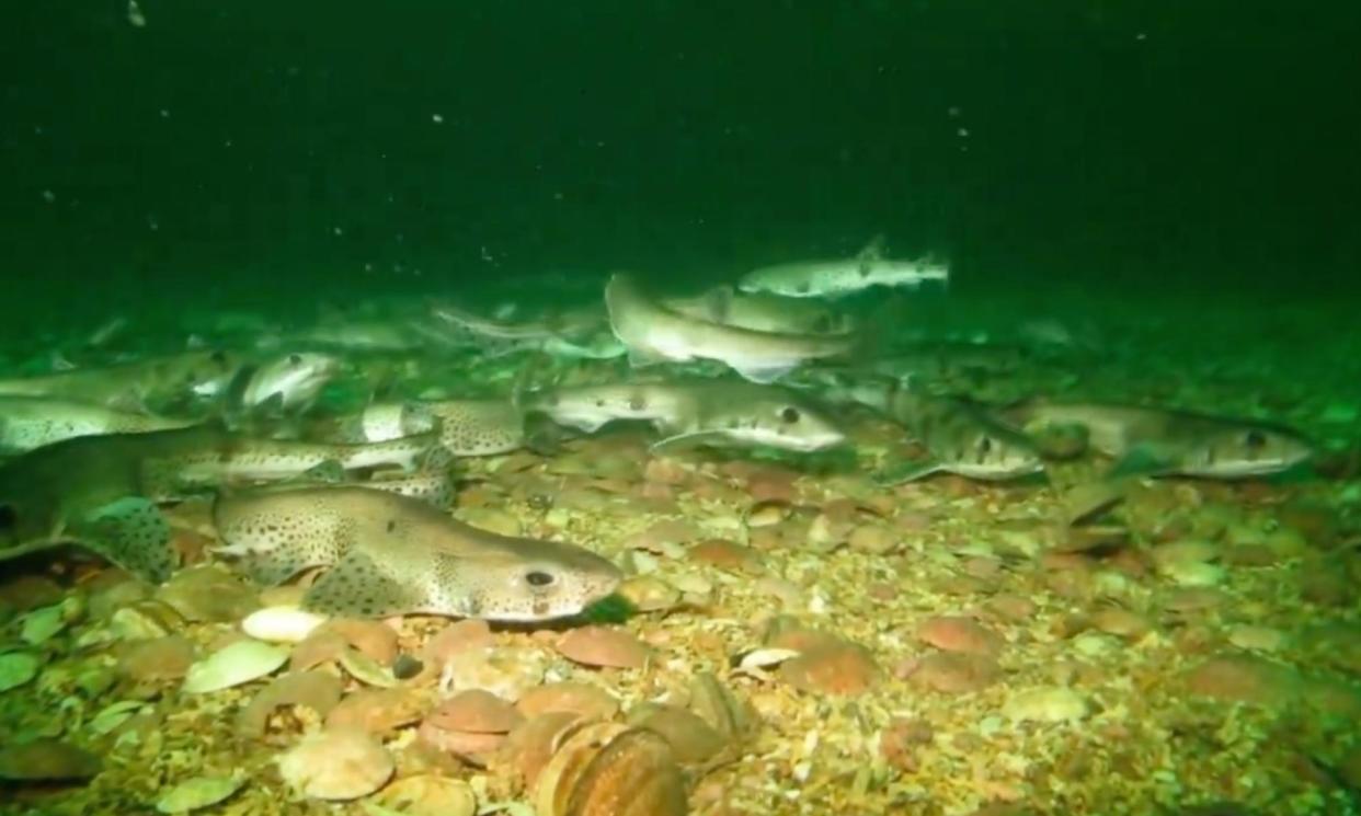 <span>Small-spotted cat sharks off the coast of the Isle of Man.</span><span>Photograph: Leigh Morris</span>