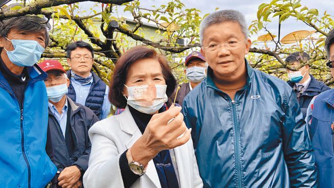 近期受寒流低溫影響，導致宜蘭縣三星鄉高接梨穗花芽壞死，損害近5成，縣長林姿妙至梨園關心農民受災情形，若達災害救助門檻20%，將報請中央申請農業天然災害現金救助。（吳佩蓉攝）