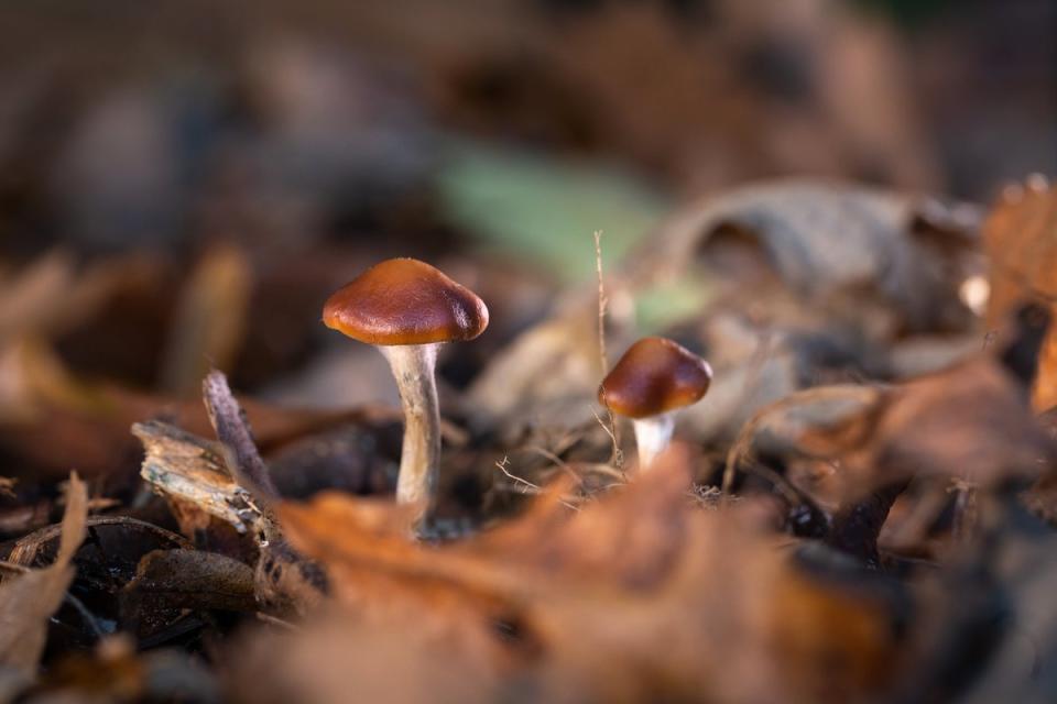 Findings point to the potential recognition of COMP360 psilocybin as a new treatment option for treatment-resistant depression (Thomas Angus/Imperial College London)