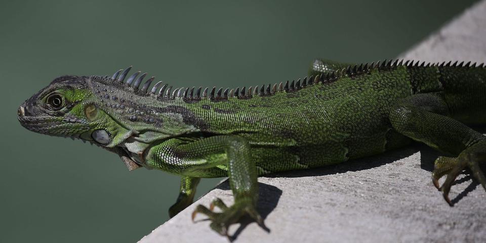 iguana