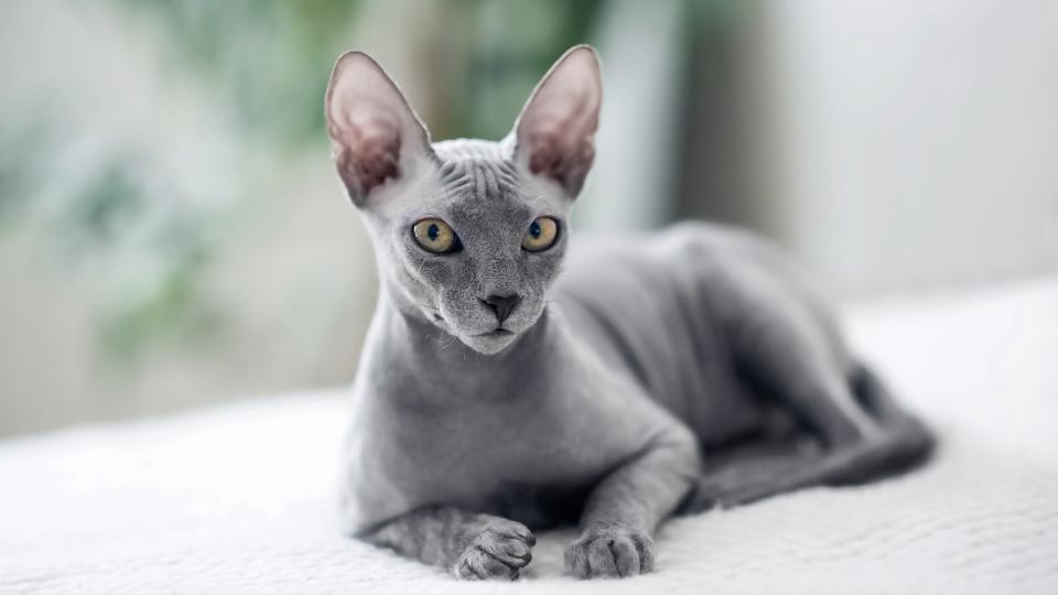 Close up of grey Sphynx cat