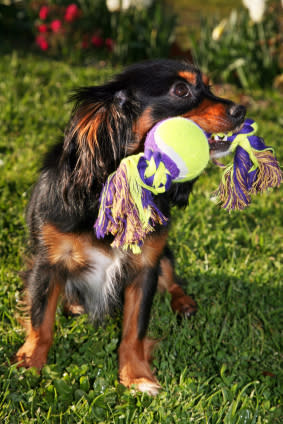 Whiffle Ball