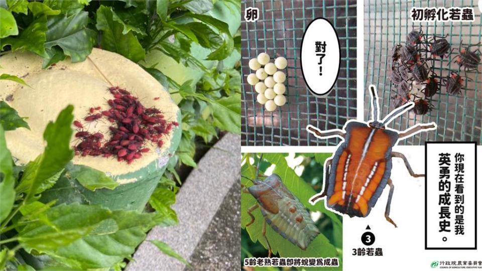 它不是荔枝椿象！「枸杞小蟲」樹旁群聚狂竄　專家急喊：別用藥撲殺