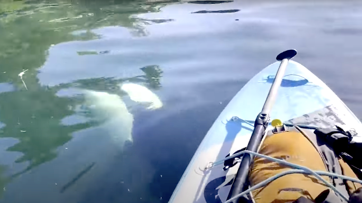  Orca swims under paddleboard in Alaska. 