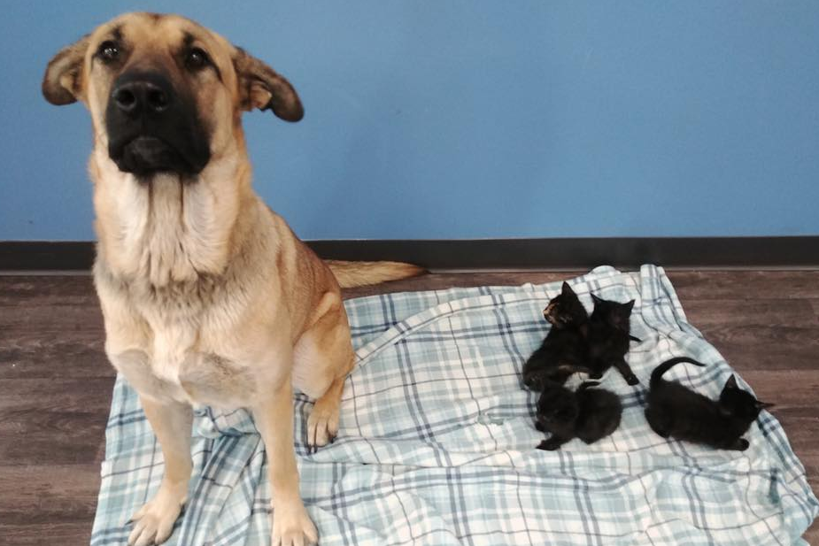 A stray dog kept five young kittens alive through a snowy night in Canada before rescue workers brought the group to safety: Pet and Wildlife Rescue