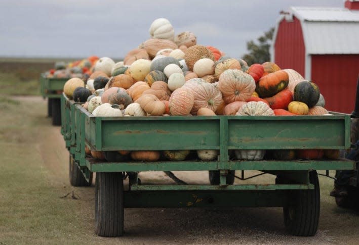 A large variety of pumpkins is grown at the Assiter pumpkin farm near Floydada. The community showcases many of those pumpkins at its annual Punkin Day festival in October.