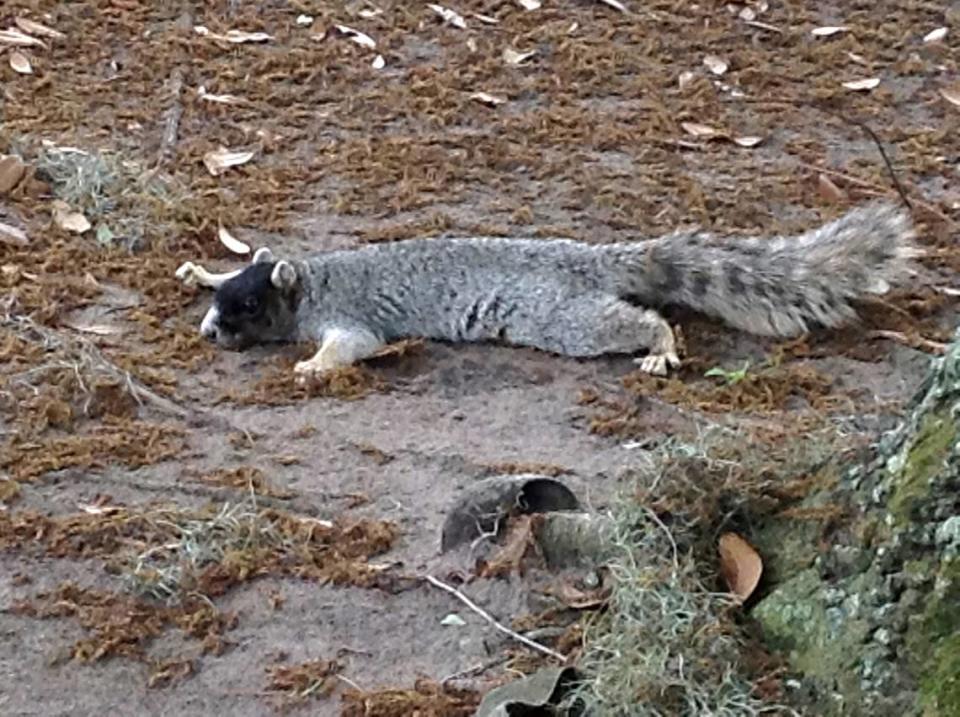 Pam Eckart took this photo of a gray fox squirrel laying low on a golf course.