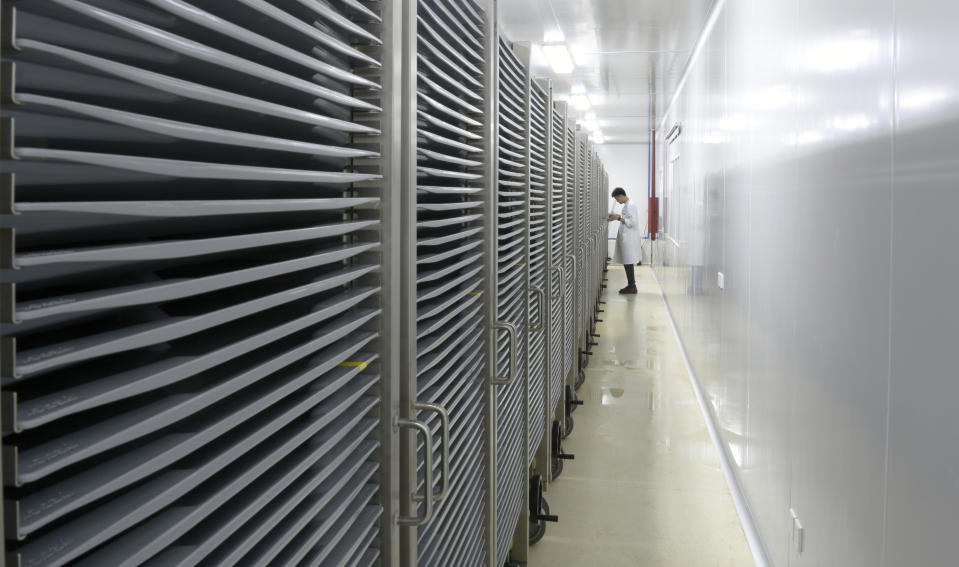 This July 13, 2019 photo provided by Guangzhou Wolbaki Biotech shows containers where Aedes albopictus mosquito larvae are being raised at the company's lab in Guangzhou, China. Researchers zapped the insects with a small dose of radiation and infected them with a virus-fighting bacterium called Wolbachia. Males and female mosquitoes with different types of Wolbachia won’t have young that survive. So researchers intentionally infect males with a strain not found in the area and then release the insects. (Guangzhou Wolbaki Biotech via AP)