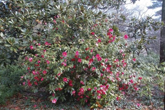 Inspect Camellias Now for Tea Scale