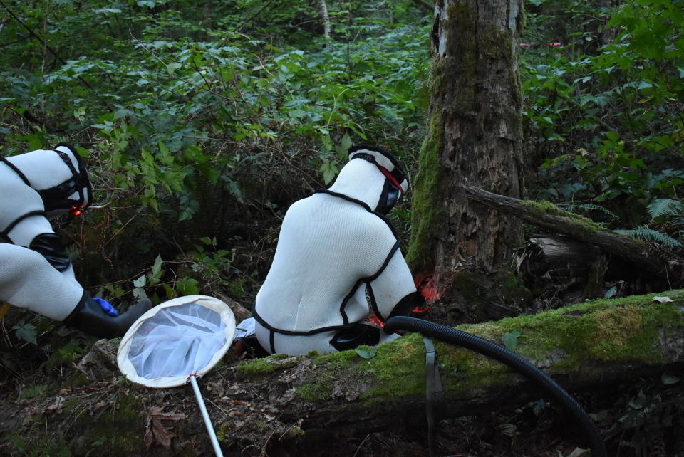 Workers are seen removing the Asian giant hornet nest on August 25, 2021. / Credit: The Washington State Department of Agriculture