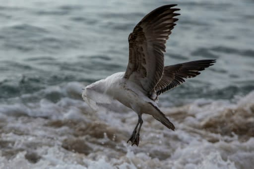 A seagull struggles to take flight covered by a plastic bag in Chile