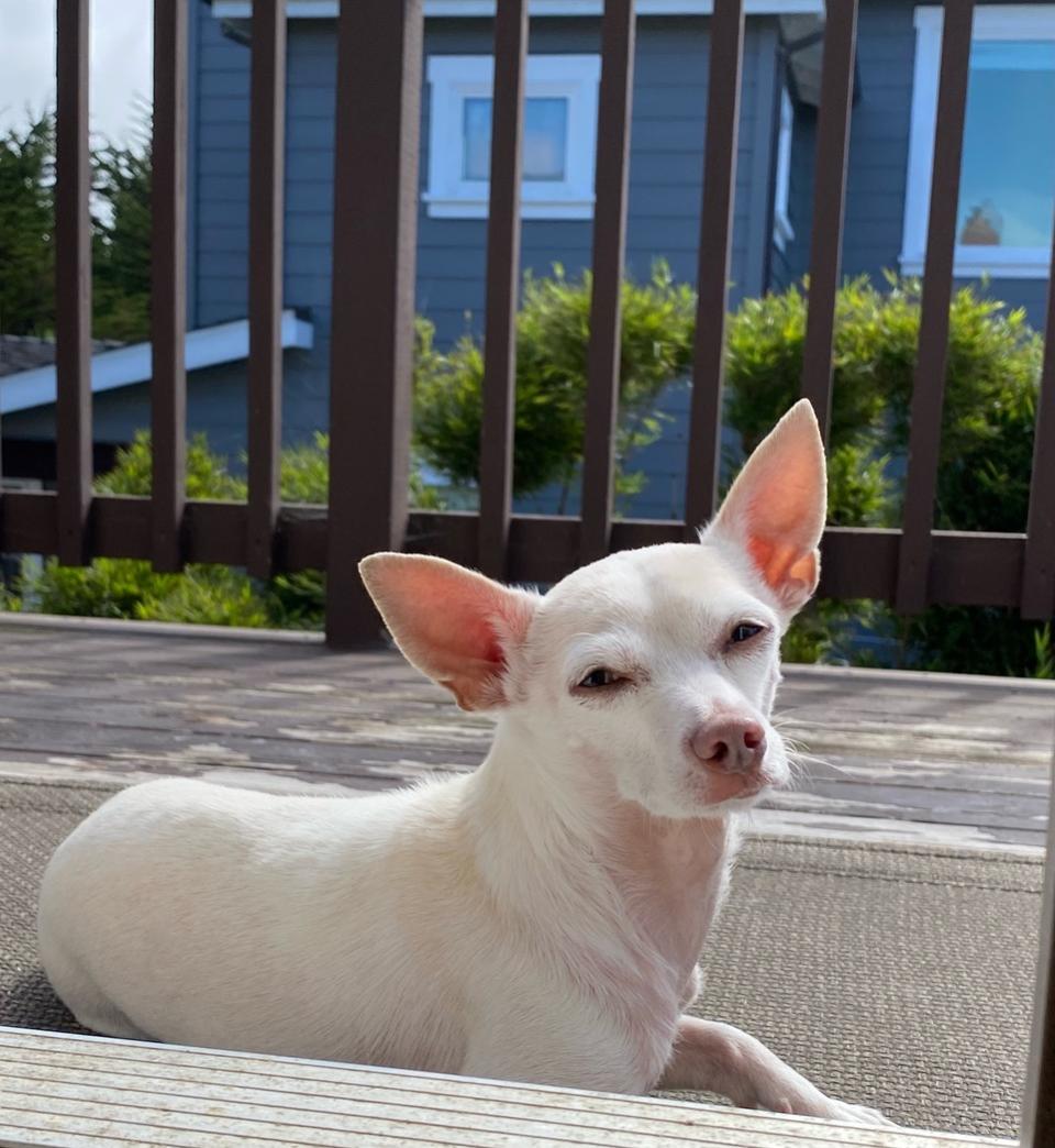 Gucci is a soulful senior Chihuahua mix rescued from a hoarding situation. (Courtesy Debbie Carrington)