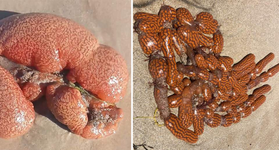 Two bright coloured ascidians are seen. 