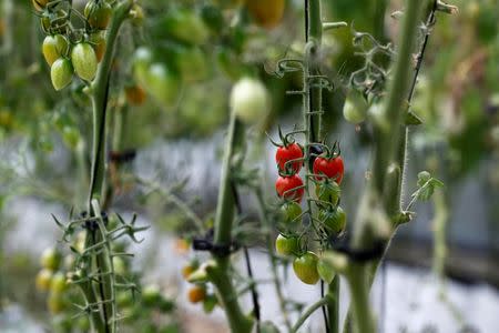 Tomato plants are seen in a greenhouse on the rooftop of a building in Caracas, Venezuela June 22, 2016. Picture taken June 22, 2016. REUTERS/Mariana Bazo