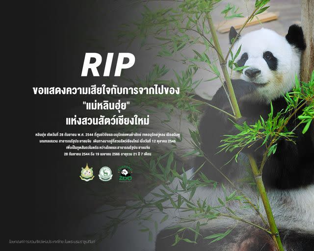 中國長期出借給泰國的貓熊「林惠」(Lin Hui) 原訂今年10月送返中國，但卻於19日過世。（圖：Chiang Mai Zoo官網)
