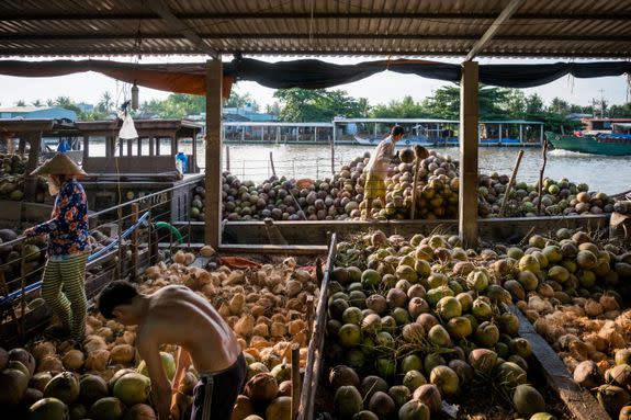 Farmers load up coconuts in An Thanh Village, Vietnam.