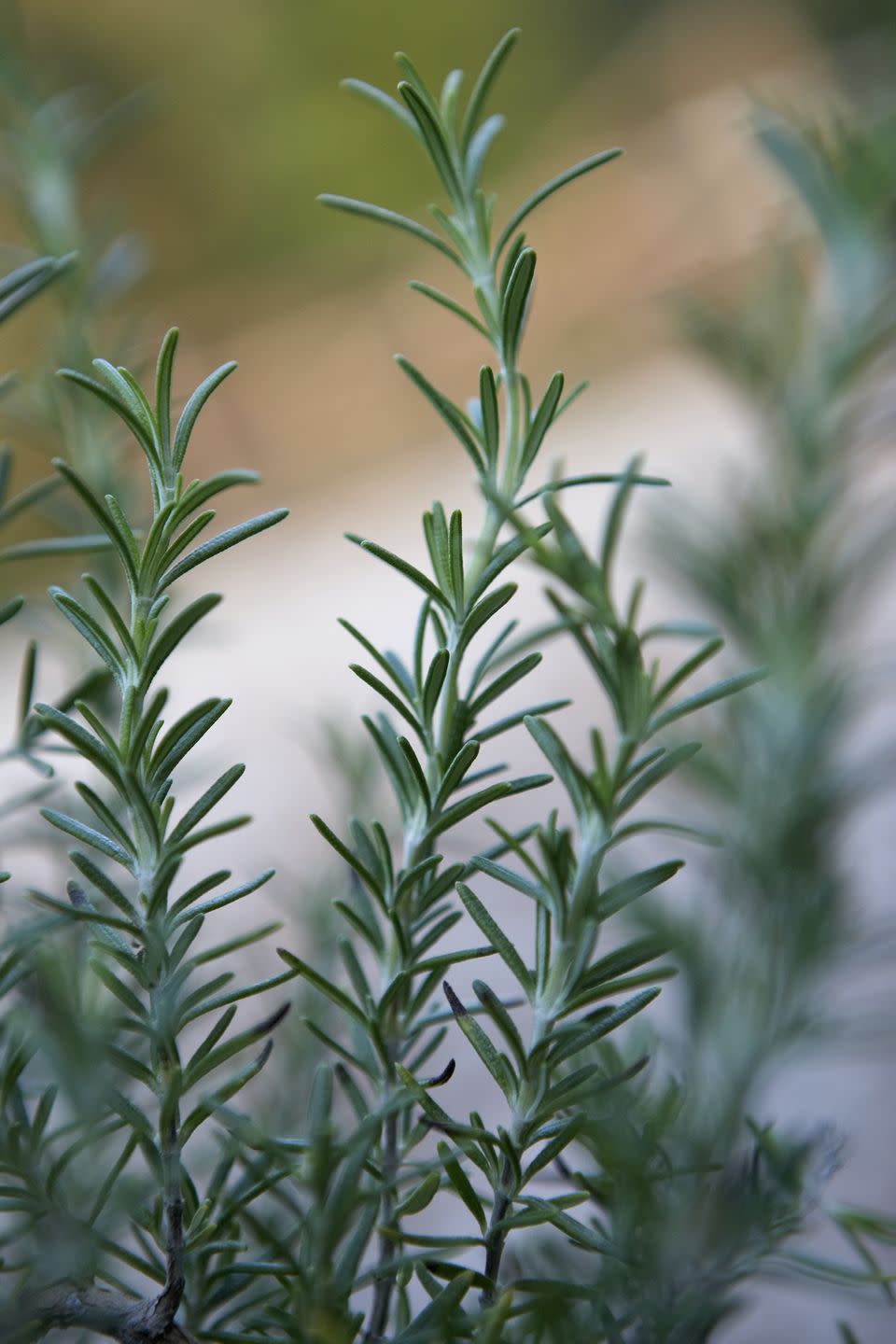 4) Rosemary