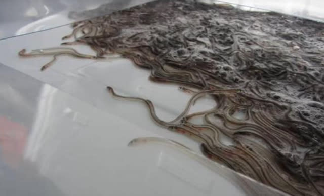 Passenger caught trying to smuggle 600,000 live eels onto plane