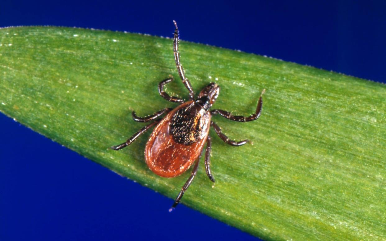 Ticks, which carry Lyme disease, are responsible for 30,000 cases in the US every year - AP
