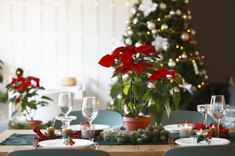 Christmas table setting with poinsettia in living room