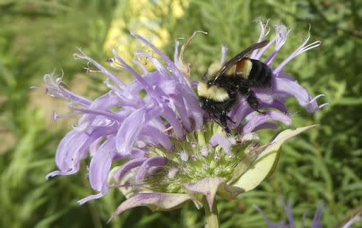 This is a rusty patched bumblebee in Minnesota.