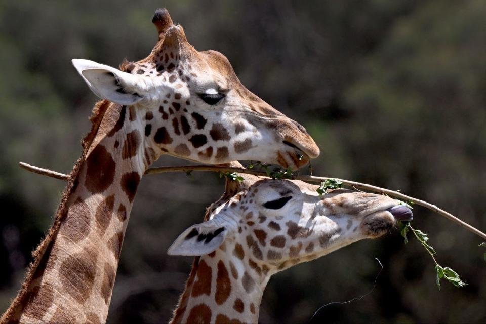  (William West / AFP via Getty Images)