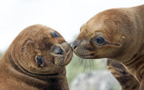 <p>A female sea lion plants a kiss on another sea lion at Volunteer Point, East Falklands. (Photo: Derek Pettersson/Caters News) </p>