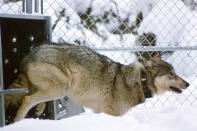 In this Jan. 27, 1996, photo provided by the National Park Service, a wolf leaves a shipping container in Rose Creek pen in Yellowstone National Park, Wyo. Wolves have repopulated the mountains and forests of the American West with remarkable speed since their reintroduction 25 years ago, expanding to more than 300 packs in six states. (National Park Service via AP)