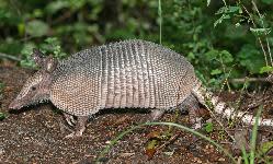 The nine-banded armadillo is found in most of Florida. [UF/IFAS]