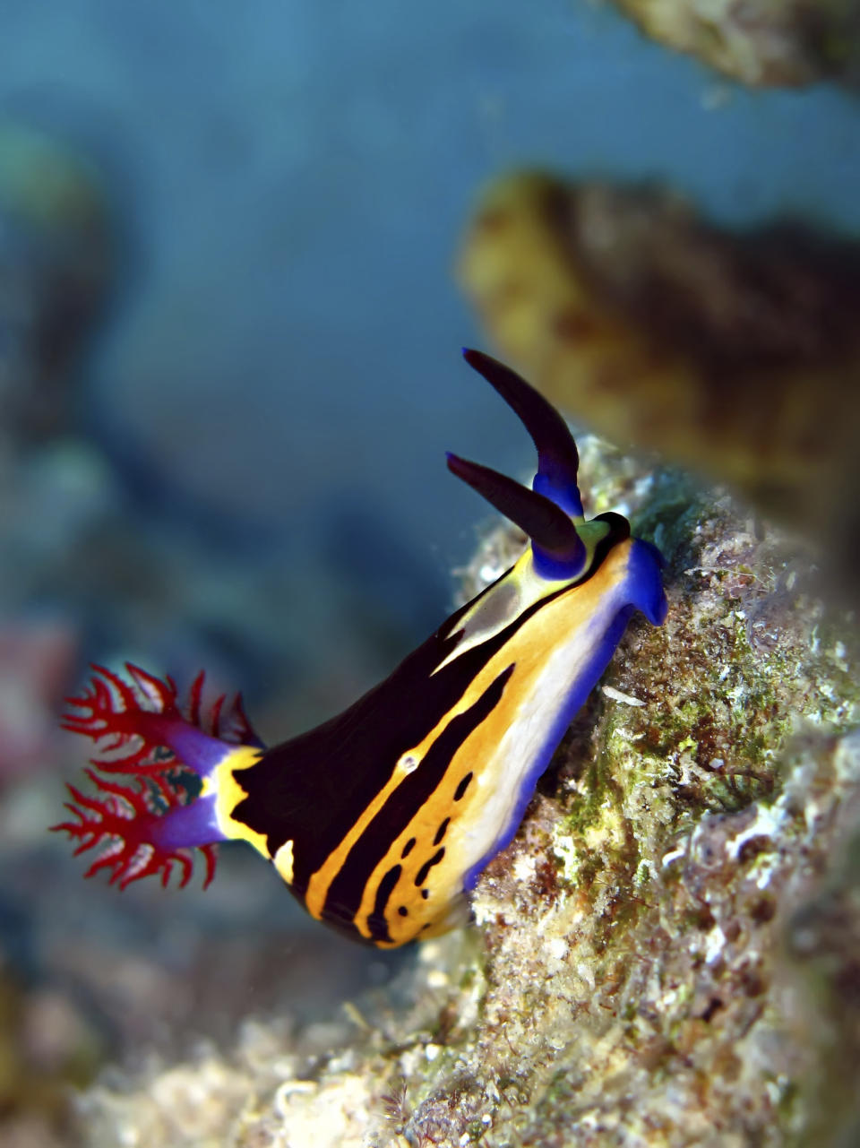 Bighorn nembrotha