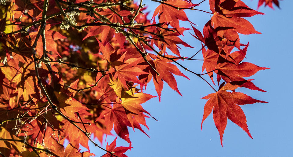 Early morning sun catches the leaves of a Japanese Maple tree in North Wales, as highs of 22C are now expected for some parts of the UK by the weekend.