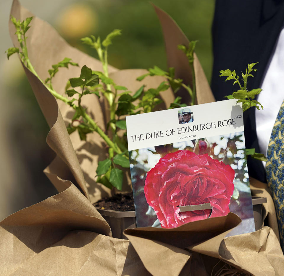 Britain's Queen Elizabeth II receives a Duke of Edinburgh rose, given to her by Keith Weed, President of the Royal Horticultural Society, at Windsor Castle, England, Wednesday, June 9, 2021. The newly bred deep pink commemorative rose has officially been named in memory of the late Prince Philip Duke of Edinburgh. A royalty from the sale of each rose will go to The Duke of Edinburgh's Award Living Legacy Fund to support young people taking part in the Duke of Edinburgh Award scheme. (Steve Parsons/Pool via AP)