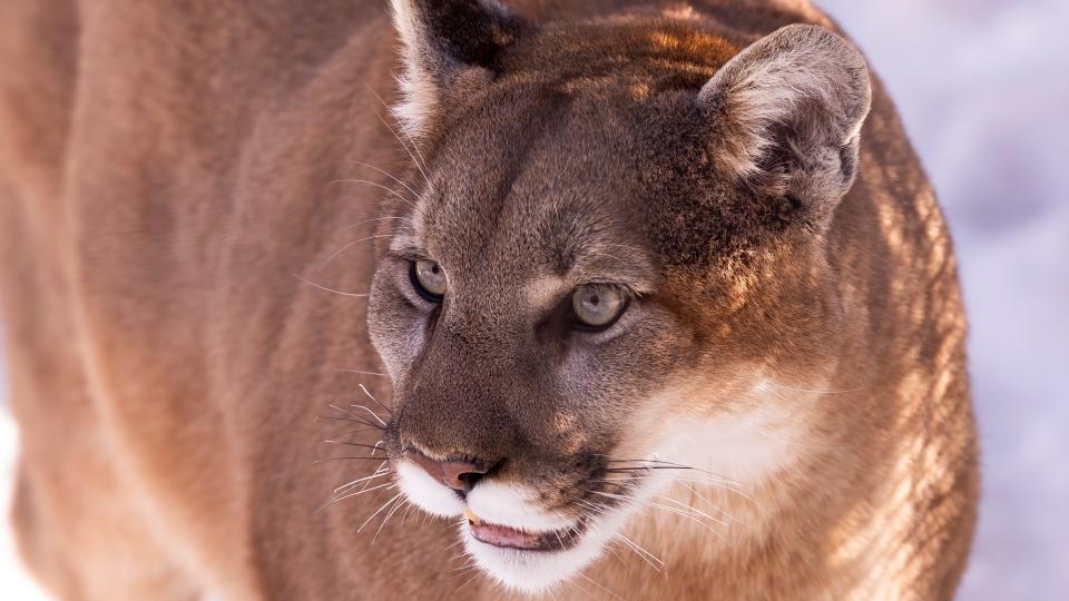 Close-up of mountain lion in snowy weather