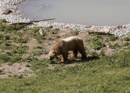 Bear Napa walks along a pond at the Arosa Baerenland sanctuary in the mountain resort of Arosa