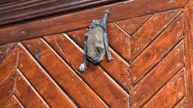 bat inside of a house