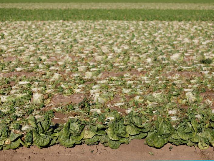 field of plowed lettuce