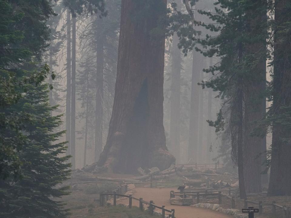 giant sequoia tree visible through smoke in forest