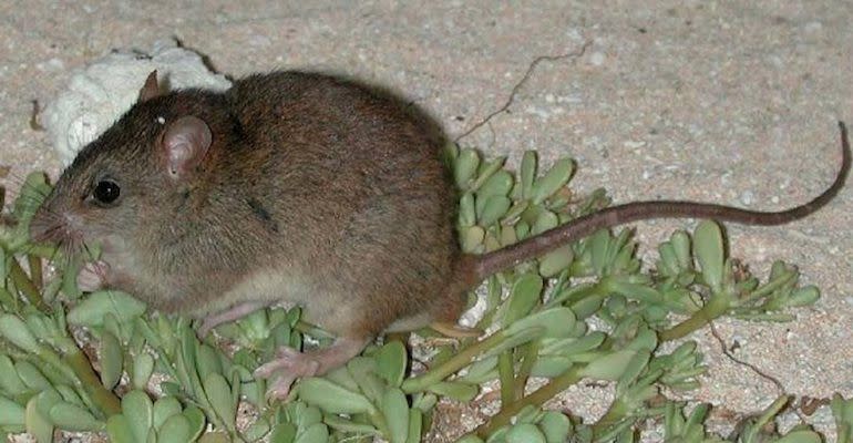 <p>These little guys were officially declared extinct by the International Union for Conservation of Nature (IUCN) in 2015. Native to Bramble Cay, a small island near the northern side of the Great Barrier Reef, it's reported that the rodents haven't been spotted since way back in 2009. "Significantly, this probably represents the first recorded mammalian extinction due to anthropogenic climate change," <a href="https://www.bbc.com/news/world-australia-47300992" rel="nofollow noopener" target="_blank" data-ylk="slk:said;elm:context_link;itc:0;sec:content-canvas" class="link ">said</a> the Queensland state government. </p><p><strong>Cause of Extinction:</strong> Man-made climate change which led to loss of habitat and food. </p>