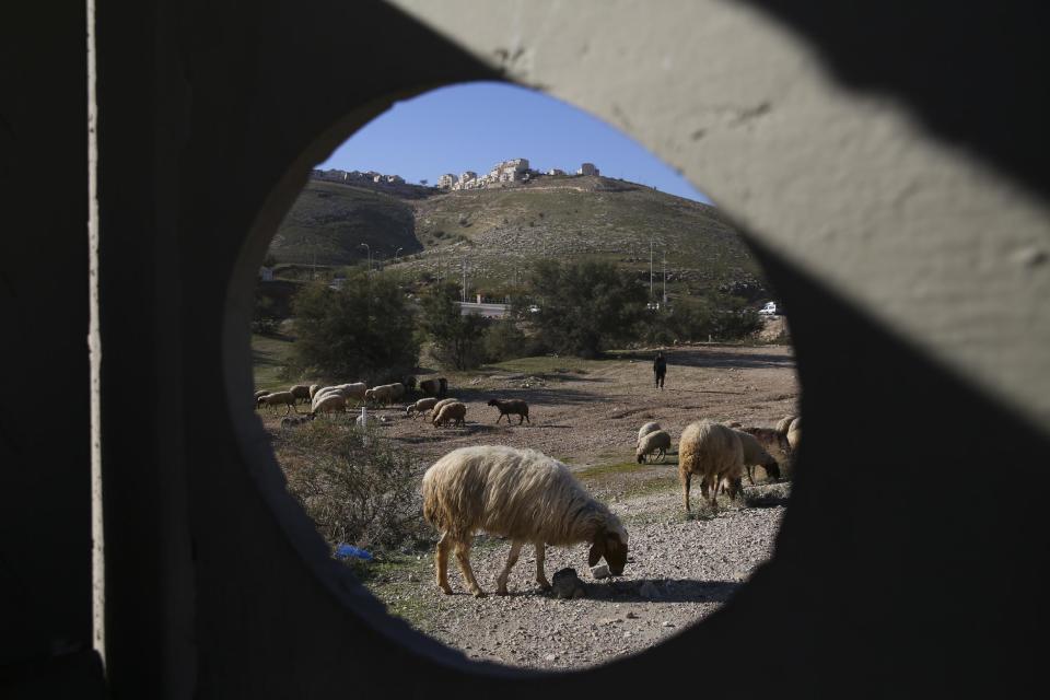 Sheep graze near Israeli settlement of Maale Adumim, near Jerusalem, Tuesday, Feb. 7, 2017. A Palestinian Cabinet minister on Tuesday called on the international community to punish Israel for a contentious new law, just hours after the Israeli parliament adopted the bill to retroactively legalize thousands of West Bank settlement homes built unlawfully on private Palestinian land.(AP Photo/Oded Balilty)