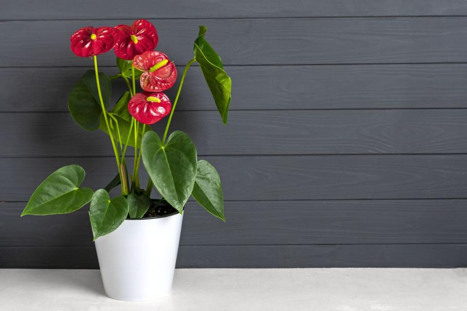 air purifying houseplants flamingo lily