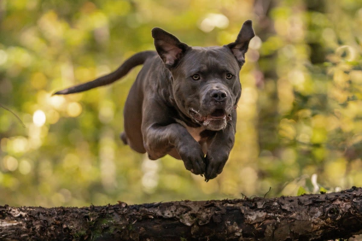 The American Bully is a newer version of the American bulldog and varies in size (Lars Nissen / Pixabay)