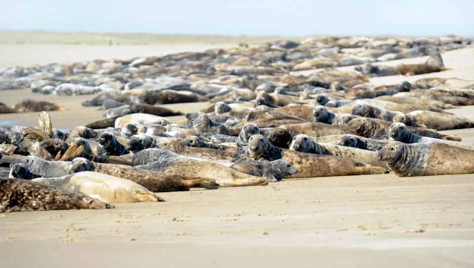 Seals pile together on the east coast of Monomoy Island in Chatham, in 2019.