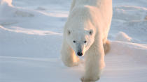 <p> Polar bears are extreme carnivores, feeding mainly on ringed seals, which are chockfull of fat. Apparently the bear&apos;s stomach can hold about 15-20% of its body weight, according to the World Wildlife Fund (WWF). And its digestive system, according to the WWF, can absorb about 84% of the protein and 97% of the fat it eats. </p>