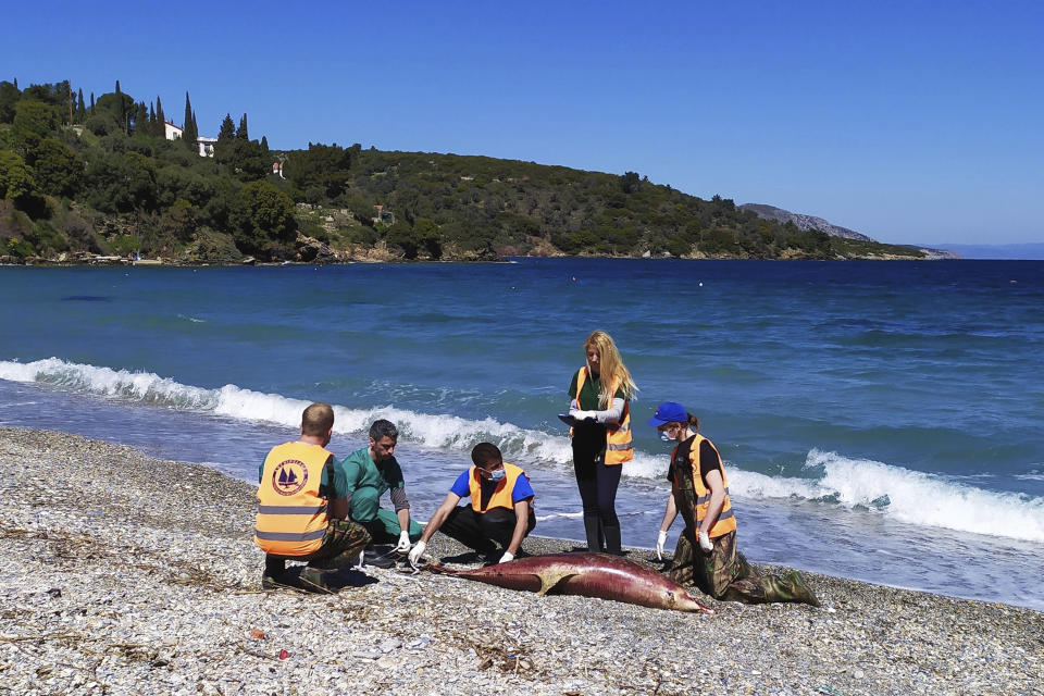 In this photo provided by Archipelagos Institute of Marine Conservation members of Aechpelagos institute inspect a dead dolphin at a beach of Samos island, Aegean sea, Greece, on Sunday, March 24, 2019. A Greek marine conservation group says a "very unusual" number of Aegean Sea dolphin deaths over recent weeks may be linked with recent Turkish naval exercises in the area. A total 15 dead dolphins have washed up on the eastern island of Samos and other parts of Greece's Aegean coastline since late February, according to the Archipelagos Institute.(Anastassia Miliou /Archipelagos via AP)