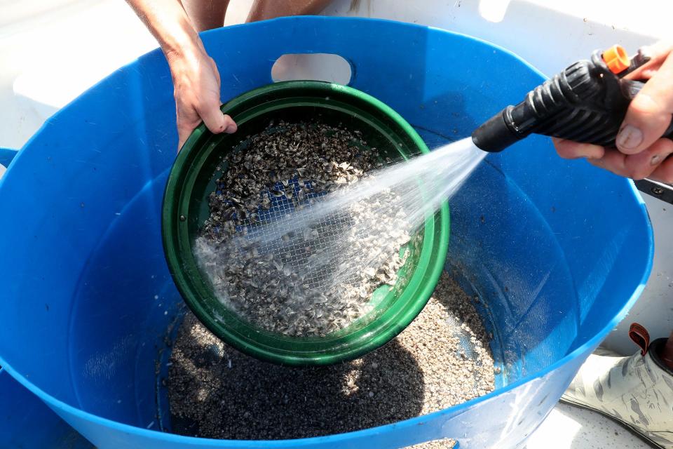 Laura and Perry Solomon use a gold mining pan and spray the tiny oysters with saltwater to separate the sizes.