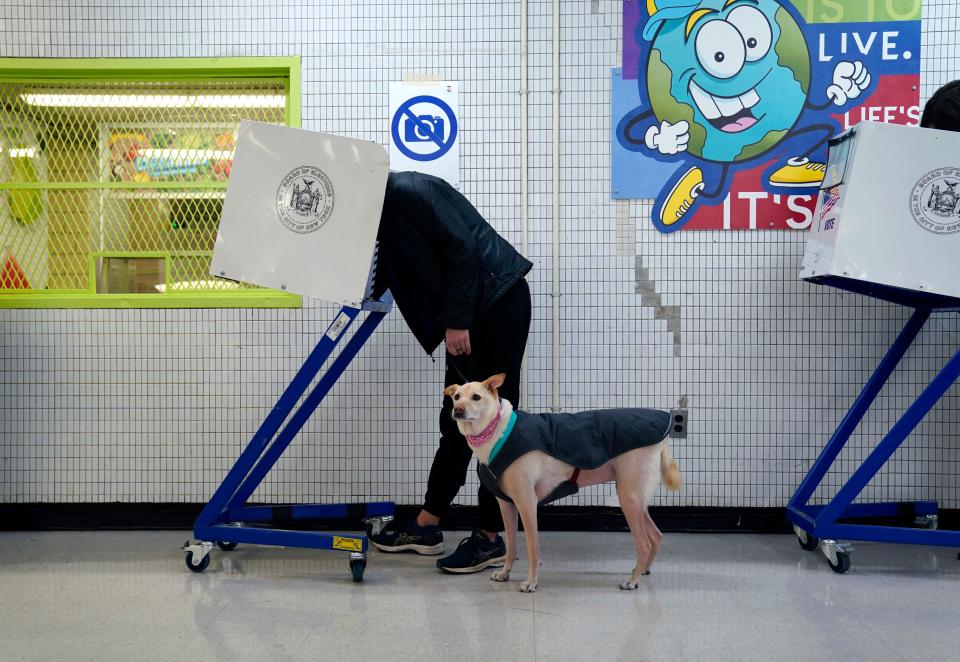 A voter bends over, obscured by the polling booth, while his dog, in cold weather jacket, stands to attention.