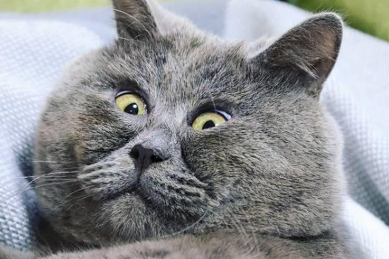 close up of grey cat with startled expression