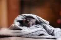 <p>Cold temperatures means mice, rats, birds, raccoons, and stinkbugs could be trying to take shelter in your home. Take the time to pest-proof your home by sealing up any potential entryways. “Mice and rats will build a nest out of your insulation, chew through wires creating fire hazards, and litter your home,” says Wesley Wheeler, a <a href="https://buglord.com/" rel="nofollow noopener" target="_blank" data-ylk="slk:pest control professional;elm:context_link;itc:0;sec:content-canvas" class="link ">pest control professional</a>. Birds can make a nest in your attic, while raccoons carry roundworms. Make sure to store food items properly and take the garbage out regularly to avoid pests.</p>