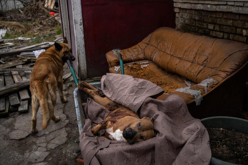 A dog passes near another dog that was killed in the courtyard of a house in Bucha (Copyright 2022 The Associated Press. All rights reserved.)